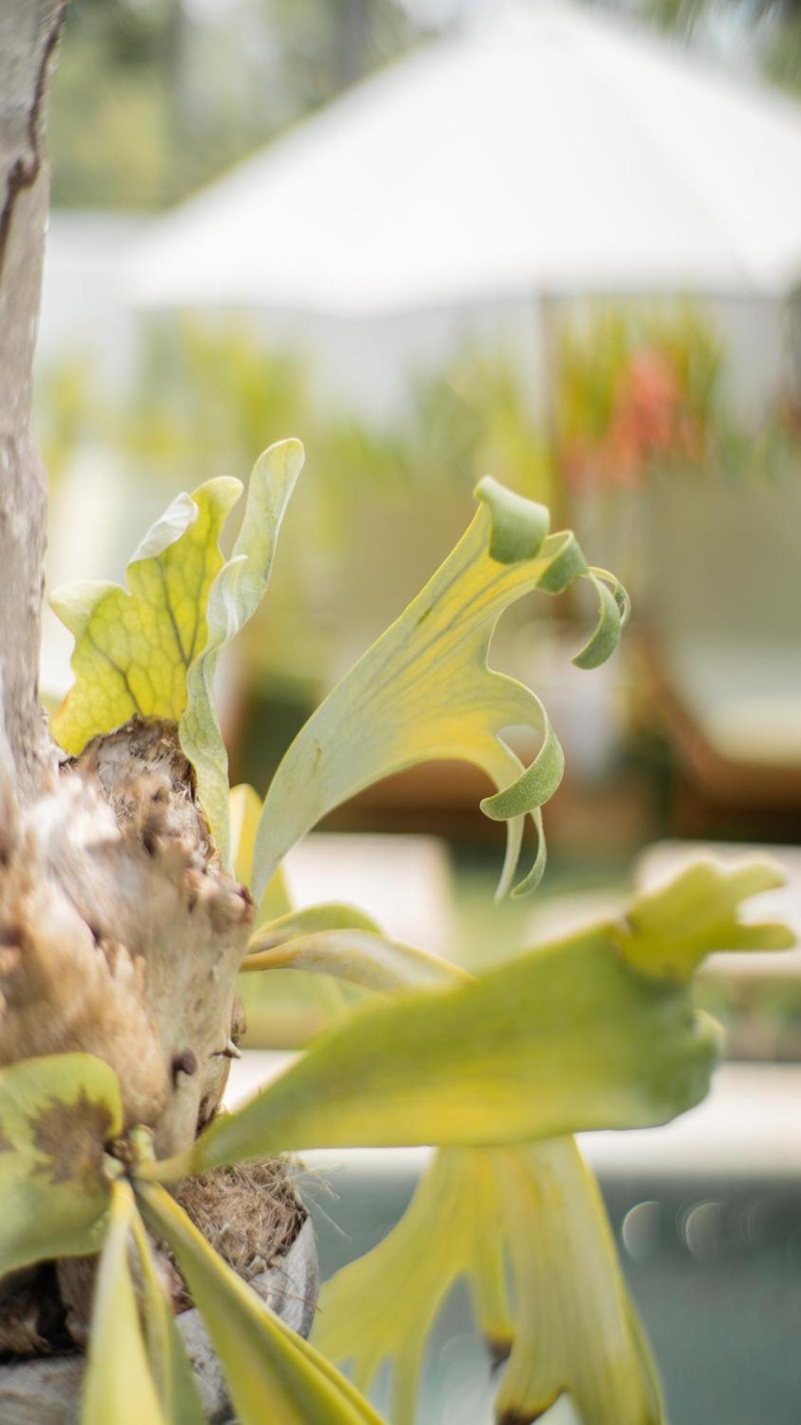 Nucifera Kuta Lombokアパートメント エクステリア 写真